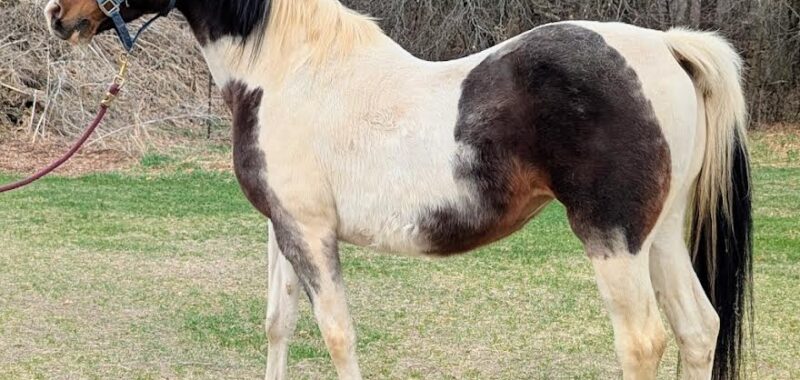 Chinaa Moon is such a beautiful Pinto/Arabian cross. She is currently with her dam and if possible, would like to be rehomed with her.