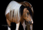2020 Buckskin Paint Gypsy Vanner X Quarter Horse Mare