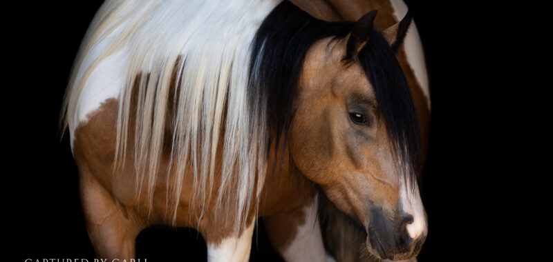 2020 Buckskin Paint Gypsy Vanner X Quarter Horse Mare
