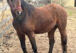 WA Flamenco Lady/Lady is hoping for a place to live out her days with her offspring Chinaa Moon. She is a beauty.
