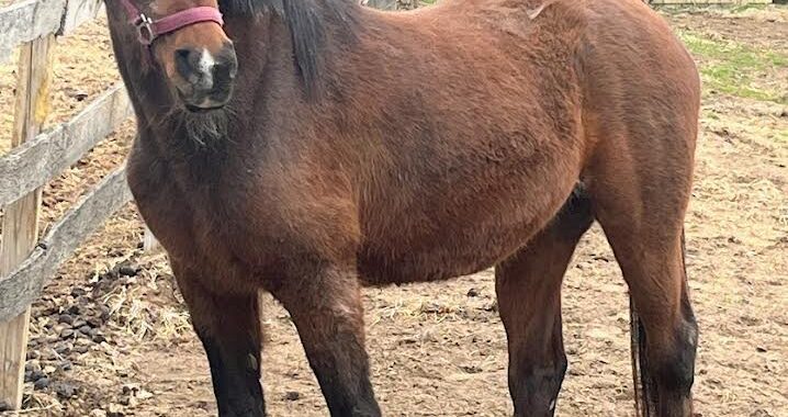 WA Flamenco Lady/Lady is hoping for a place to live out her days with her offspring Chinaa Moon. She is a beauty.