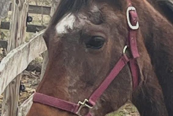 WA Flamenco Lady/Lady is hoping for a place to live out her days with her offspring Chinaa Moon. She is a beauty.