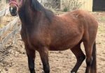 WA Flamenco Lady/Lady is hoping for a place to live out her days with her offspring Chinaa Moon. She is a beauty.