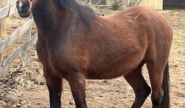 WA Flamenco Lady/Lady is hoping for a place to live out her days with her offspring Chinaa Moon. She is a beauty.