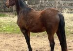WA Flamenco Lady/Lady is hoping for a place to live out her days with her offspring Chinaa Moon. She is a beauty.