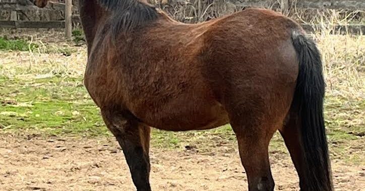 WA Flamenco Lady/Lady is hoping for a place to live out her days with her offspring Chinaa Moon. She is a beauty.