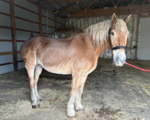 Hank-Belgian-3