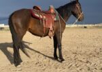 Heath – 7 year old Mustang