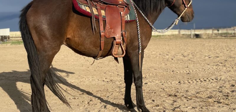 Heath – 7 year old Mustang