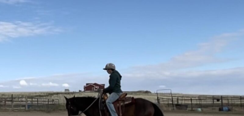 Heath – 7 year old Mustang