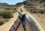 Beautiful Family Trail Riding Horse