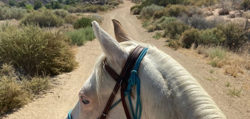 Beautiful Family Trail Riding Horse