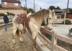 Male Andaluz Azteca