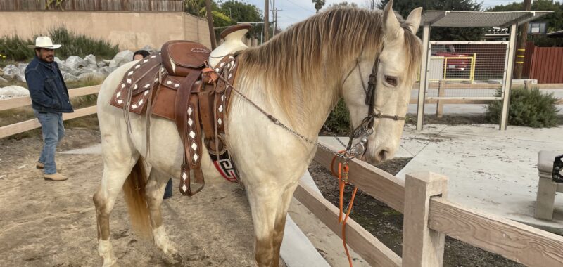Male Andaluz Azteca