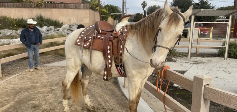 Male Andaluz Azteca
