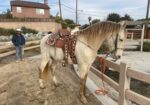 Male Andaluz Azteca