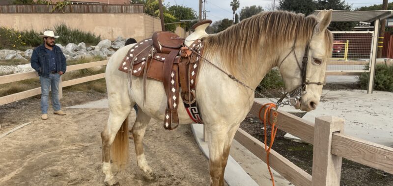 Male Andaluz Azteca