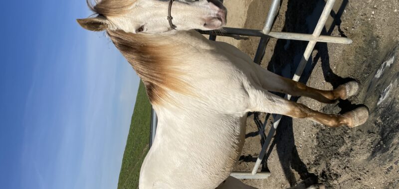 Male Andaluz Azteca