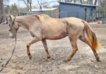 Tennessee Walking Horse