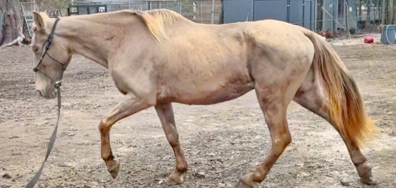 Tennessee Walking Horse