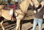 Tennessee Walking Horse