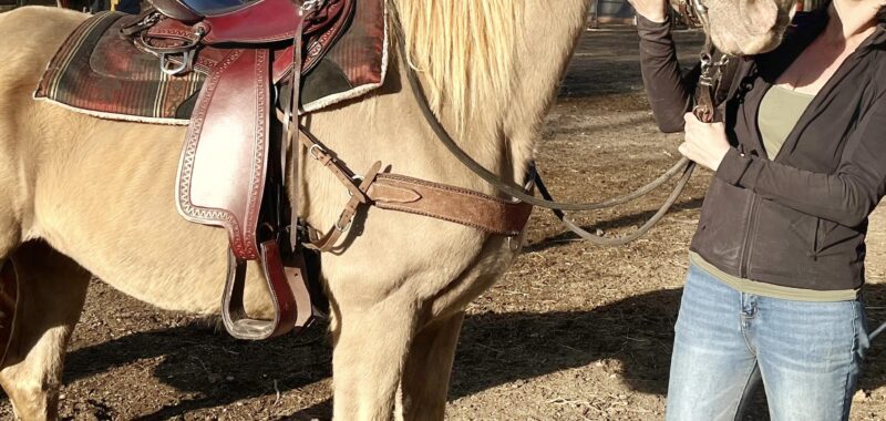 Tennessee Walking Horse