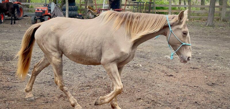 Tennessee Walking Horse