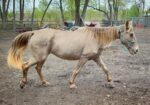 Tennessee Walking Horse