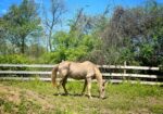 Tennessee Walking Horse