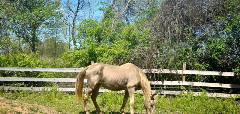 Tennessee Walking Horse