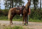 Beautiful gaited horse