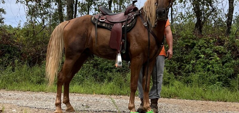 Beautiful gaited horse