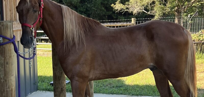 Beautiful gaited horse