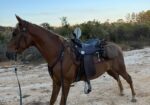 Beautiful gaited horse