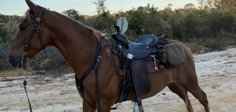 Beautiful gaited horse