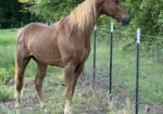 Beautiful gaited horse