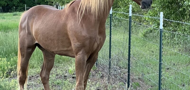 Beautiful gaited horse