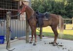 Beautiful gaited horse