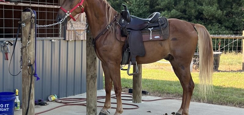 Beautiful gaited horse