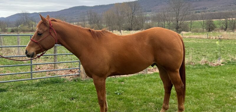 Registered Sorrel Gelding