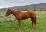 Registered Sorrel Gelding