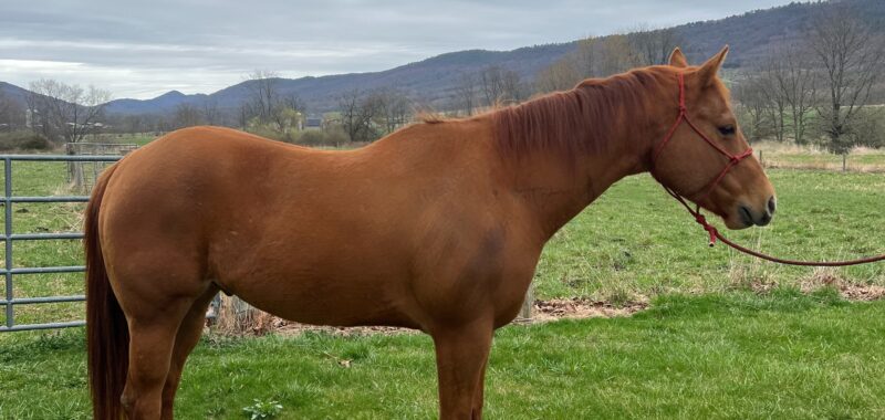 Registered Sorrel Gelding
