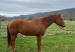 Registered Sorrel Gelding