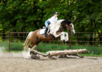 2020 Buckskin Paint Gypsy Vanner X Quarter Horse Mare
