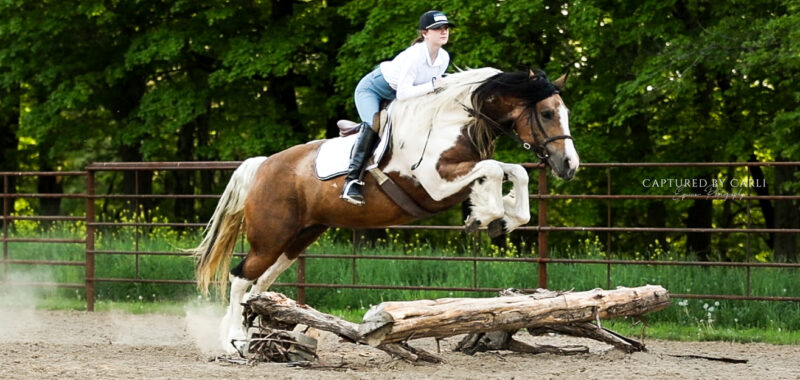 2020 Buckskin Paint Gypsy Vanner X Quarter Horse Mare