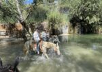 Beautiful Family Trail Riding Horse