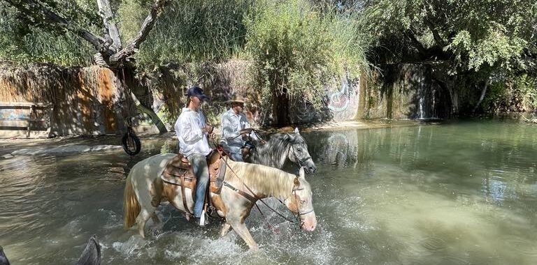 Beautiful Family Trail Riding Horse