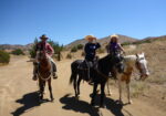 Beautiful Family Trail Riding Horse