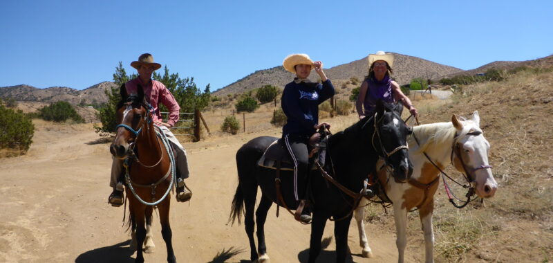 Beautiful Family Trail Riding Horse