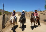 Beautiful Family Trail Riding Horse